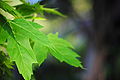 Green Leaves (from Flickr).jpg